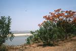River Irrawaddy & Poinceanna, Pagan, Burma