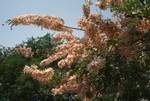 Pink & White Blossom on Tree, Pagan, Burma