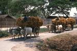 Bullock Carts, Mandalay, Burma