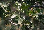 Pistachio Nuts on Tree, Aegina, Greece