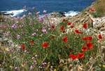 Apollonas - Flowers & Sea, Naxos, Greece