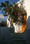 Pareikia - Red Hibiscus, Yellow Door, Paros, Greece