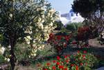 Pareikia - Oleanders, Roses & Geraniums, Paros, Greece