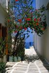 Pareikia - Street & Red Hibiscus, Paros, Greece
