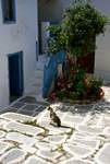 Pareikia - Blue Stairway & Cat, Paros, Greece