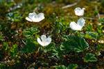 White Flowers, Near Bardu, Norway