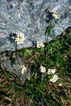 White Flowers, Near Bardu, Norway