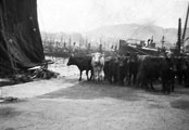 St Kilda cattle on Oban pier