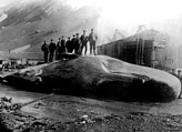 Nine men standing on beached sperm whale at Leith Harbour, South Georgia, 1913